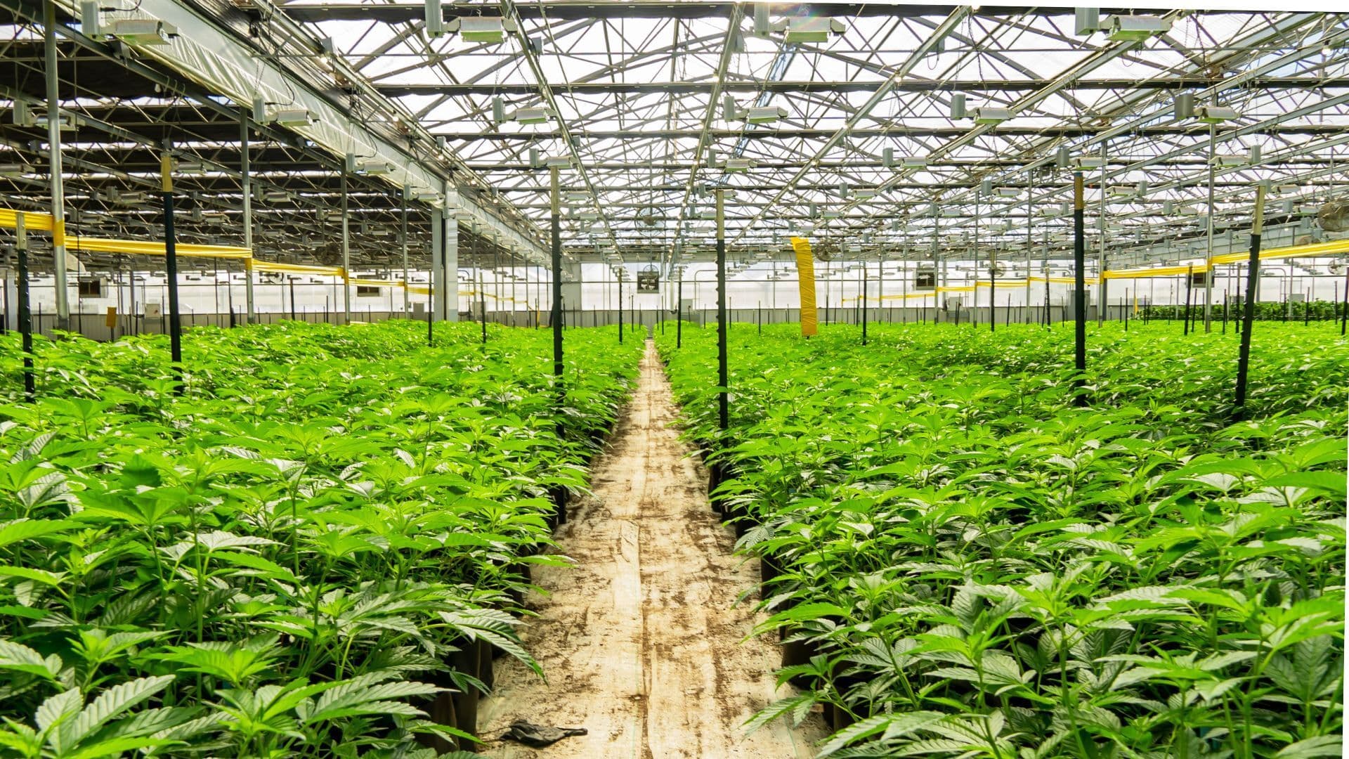 Cannabis cultivation greenhouse at Enjoy The Farm in California