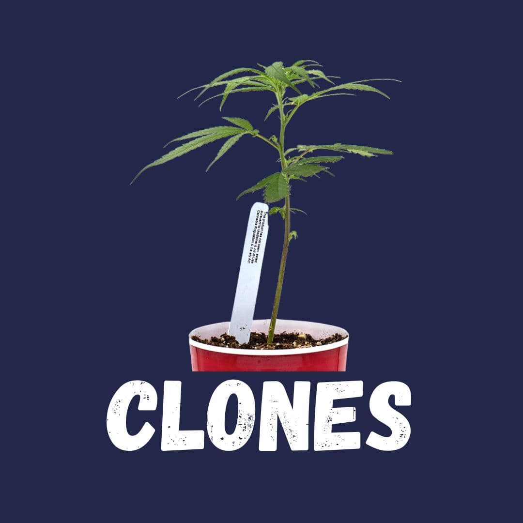 Premium clones cannabis products at Enjoy The Farm California dispensaries