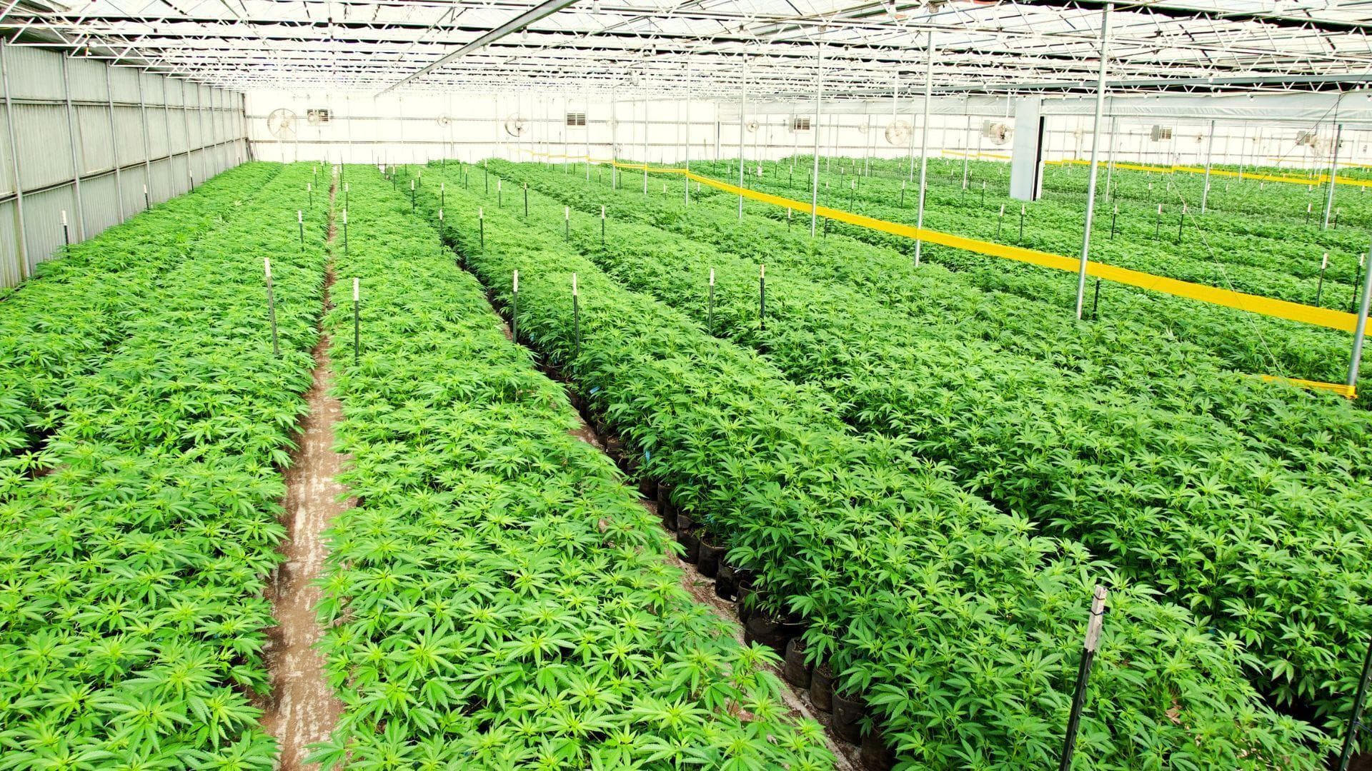 Greenhouse rows at Enjoy The Farm cannabis cultivation facility in California