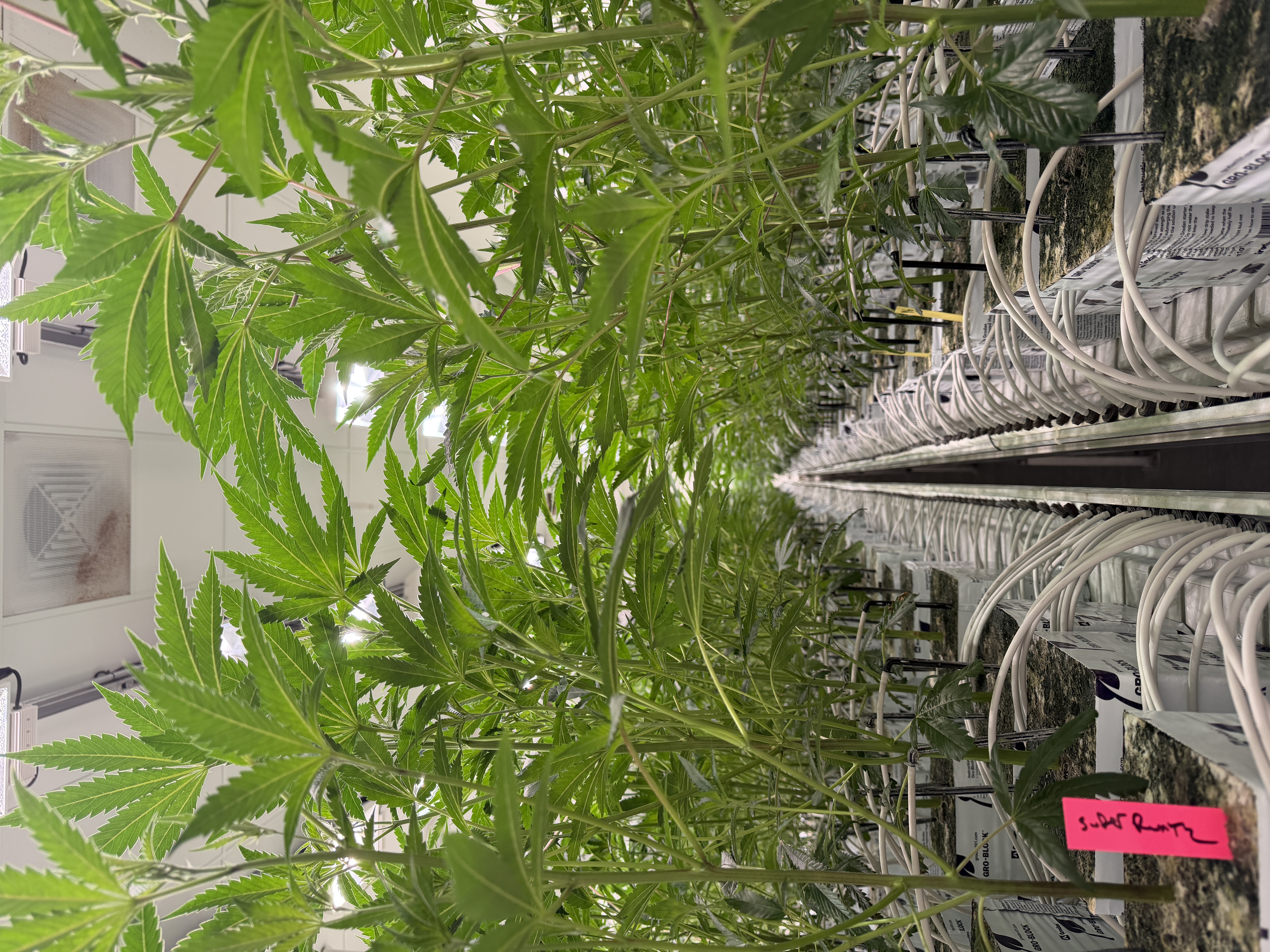 Another Study Debunks Lazy Stoner Stereotype, Linking Marijuana Use to an Increase in Some Kinds of Exercise