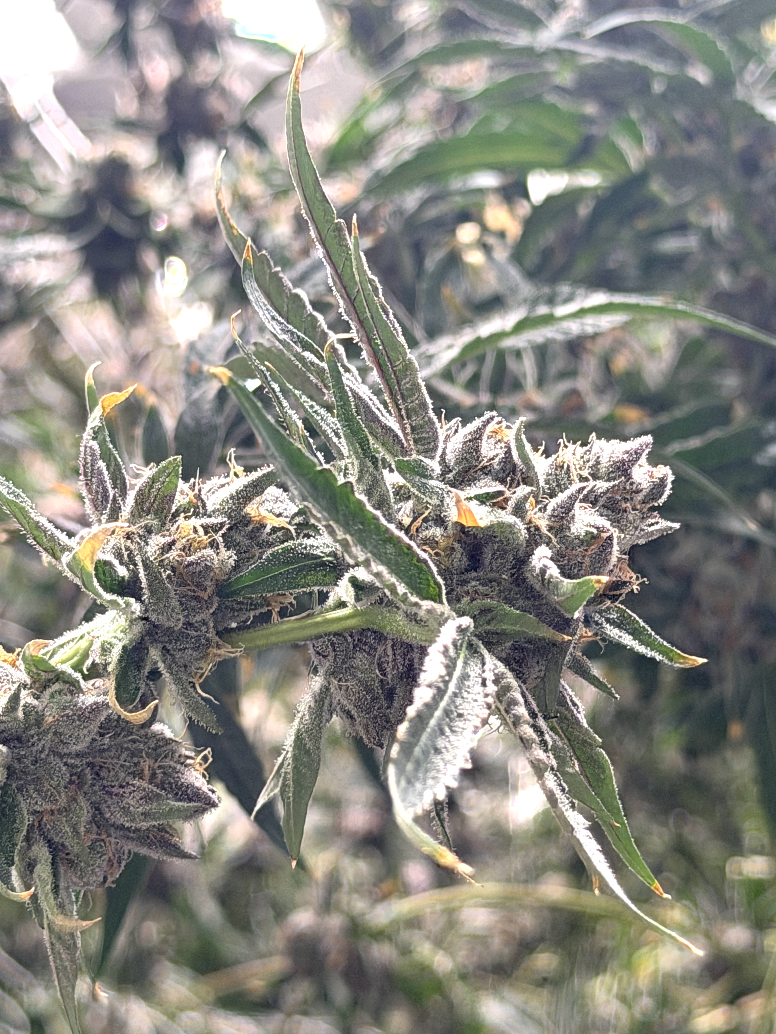 The Cannabis Component CBG Shows Promise in Treating Rheumatoid Arthritis With Its ‘Anti-Inflammatory Capacity,’ Study Finds