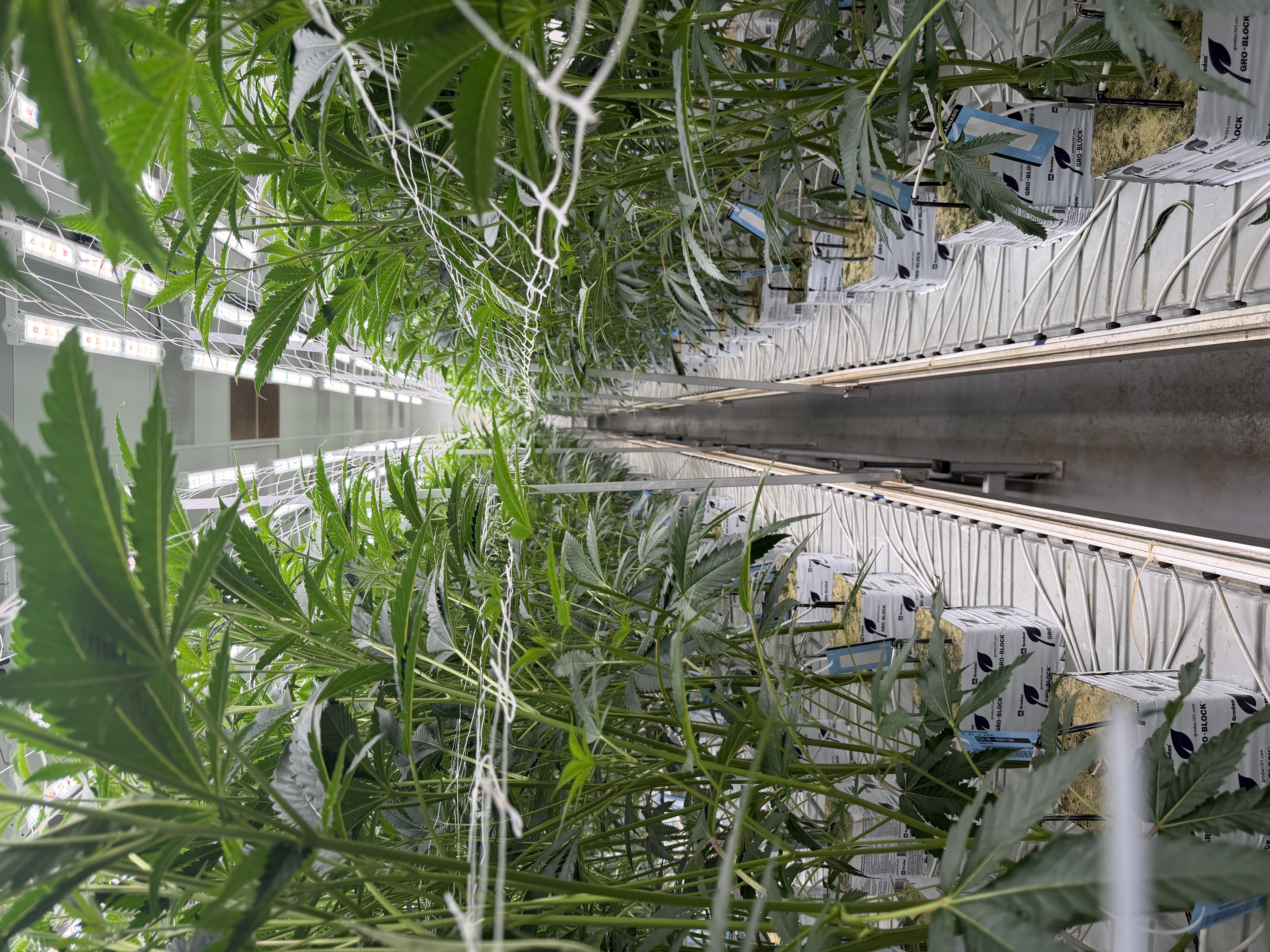 Study: Strong Public Demand for Bigger Marijuana Reform Than Rescheduling