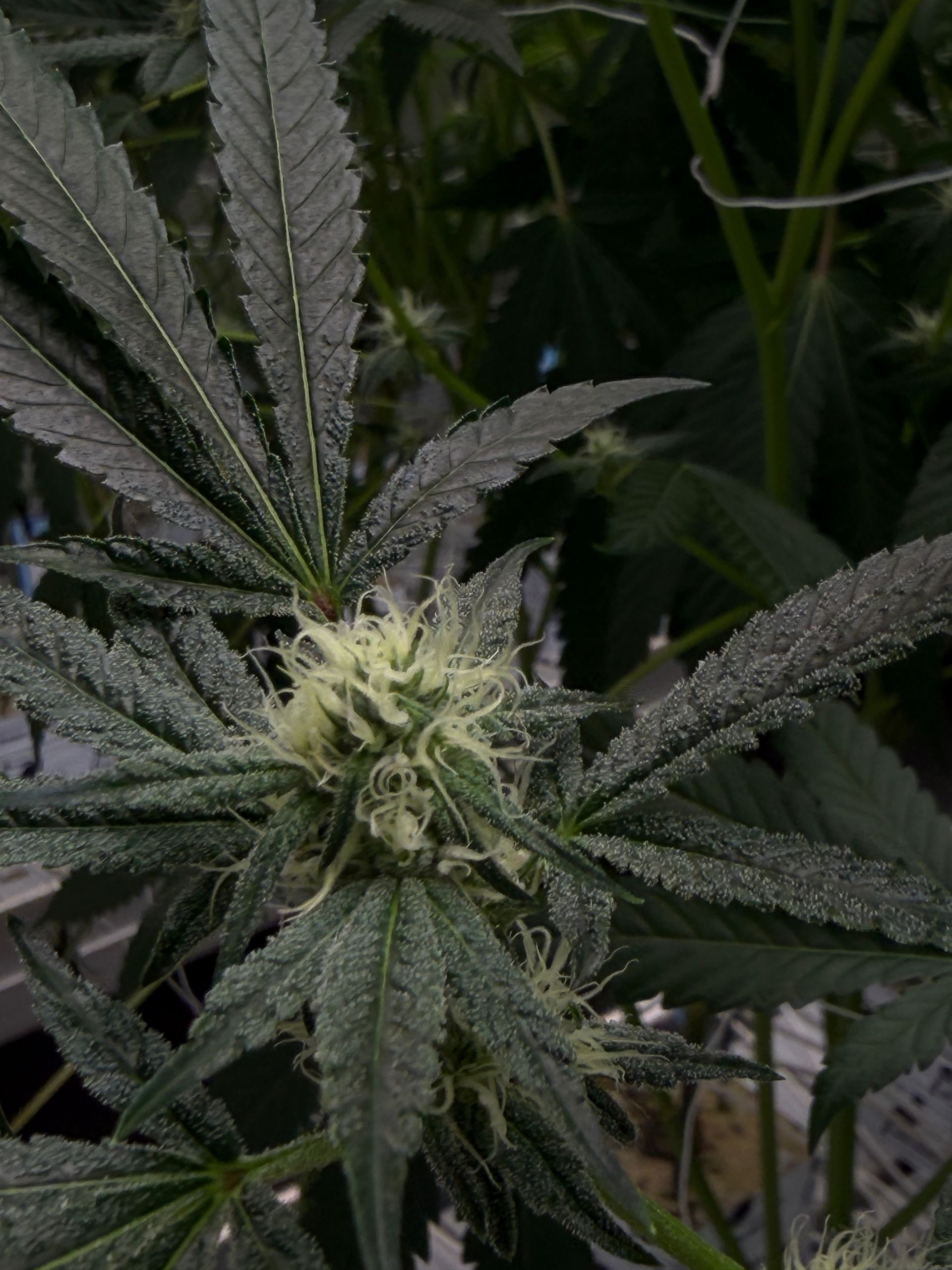 Study: Cannabis Products Provide Improved Sleep Outcomes for Patients With Insomnia