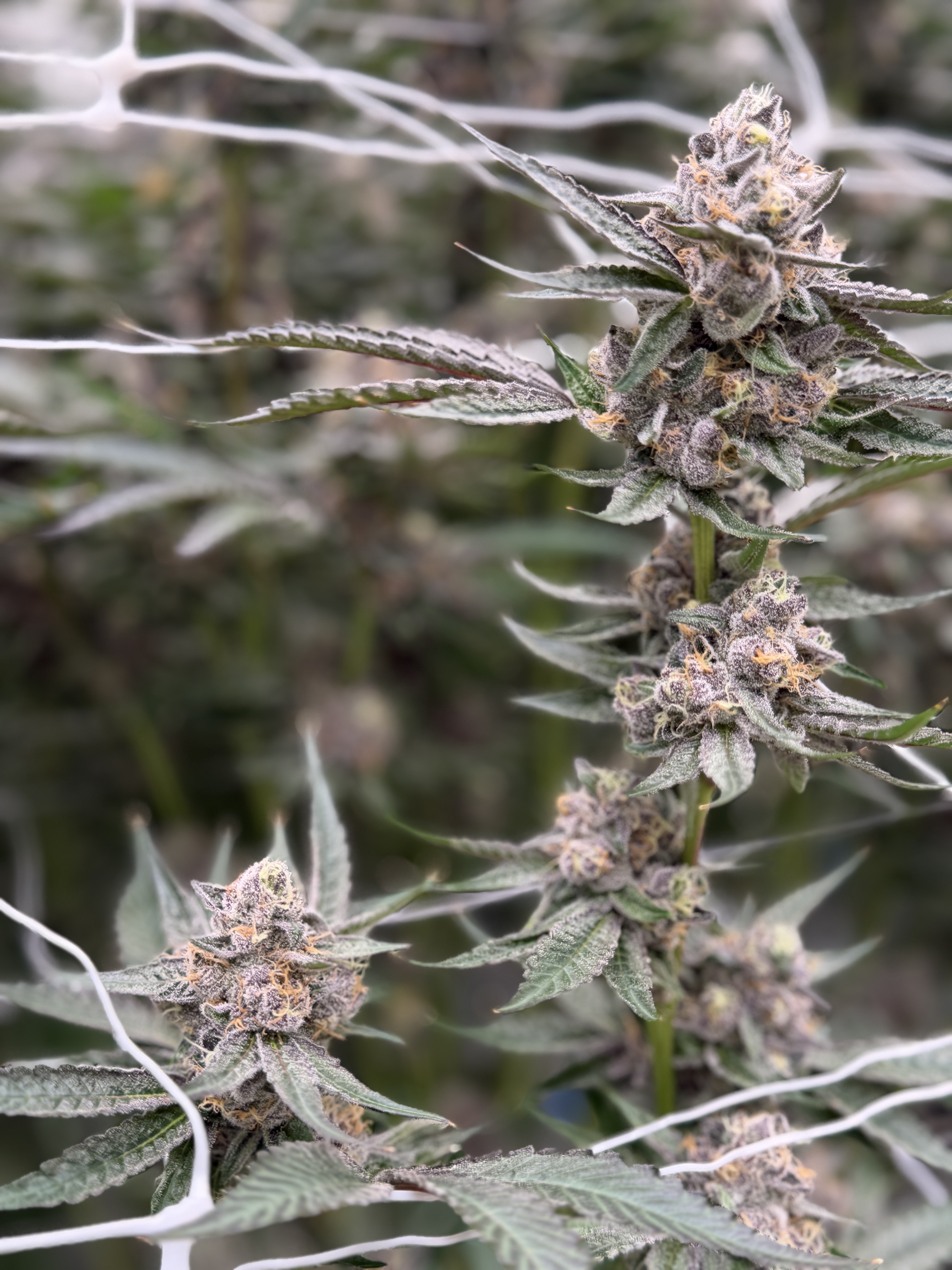 WNBA Removes Marijuana From Banned Substances List and Sets Rules for Player Endorsements of Hemp CBD Products